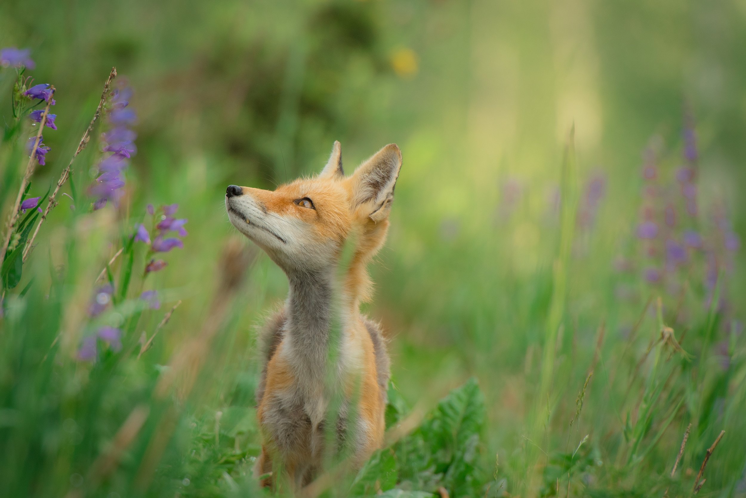 Scruffy red and white fox looks up at purple flowers with thoughtful expression, lush green background and foreground