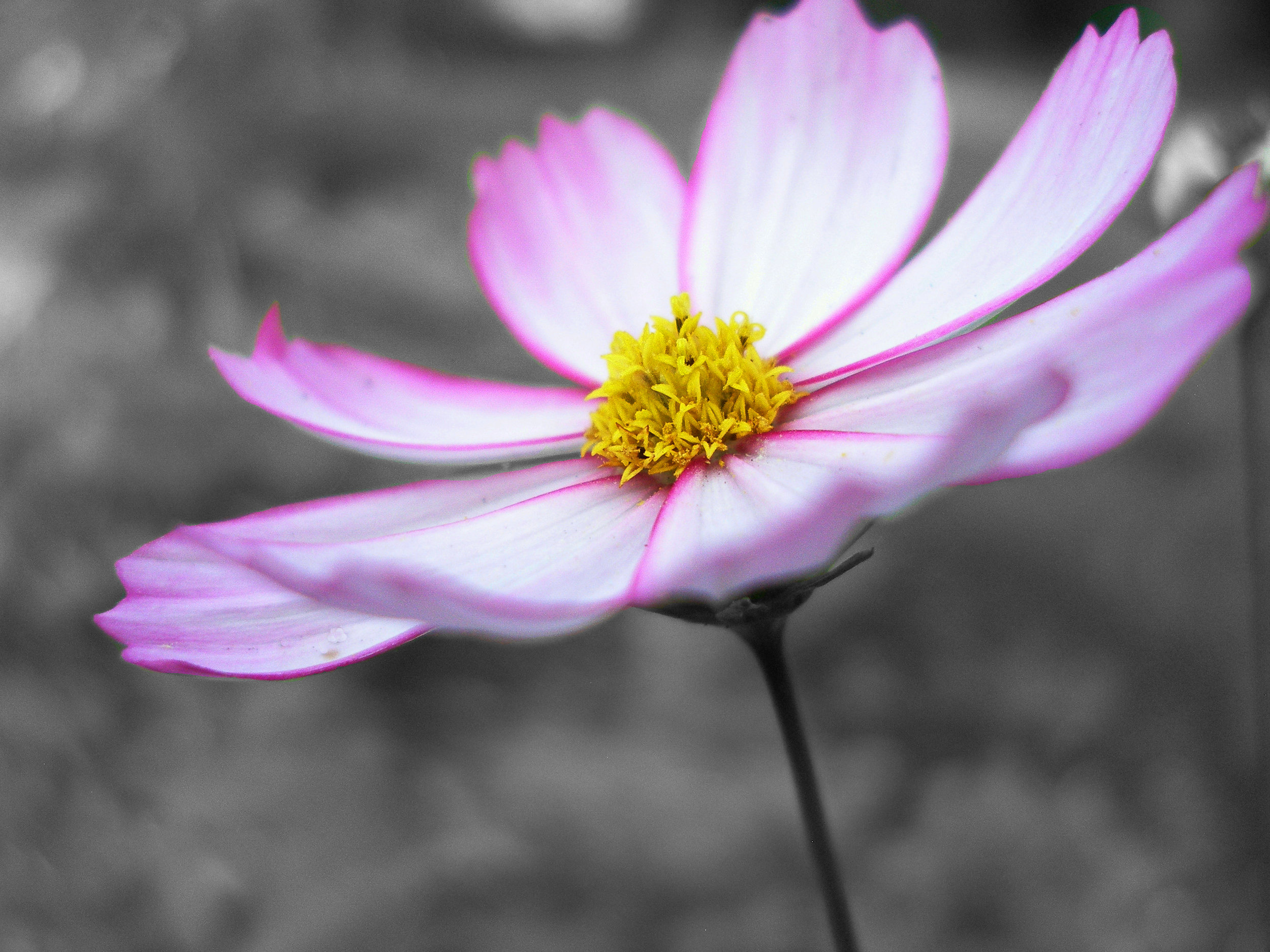 Photo credit: Aaron Tani