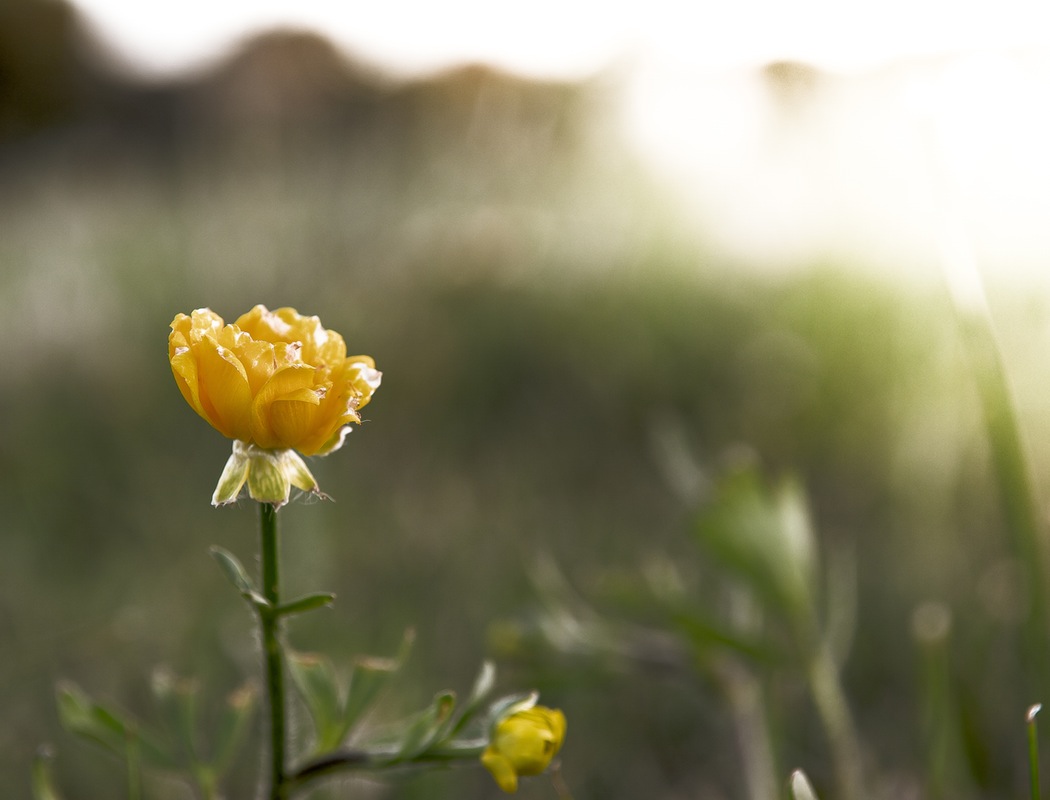 buttercup.jpg