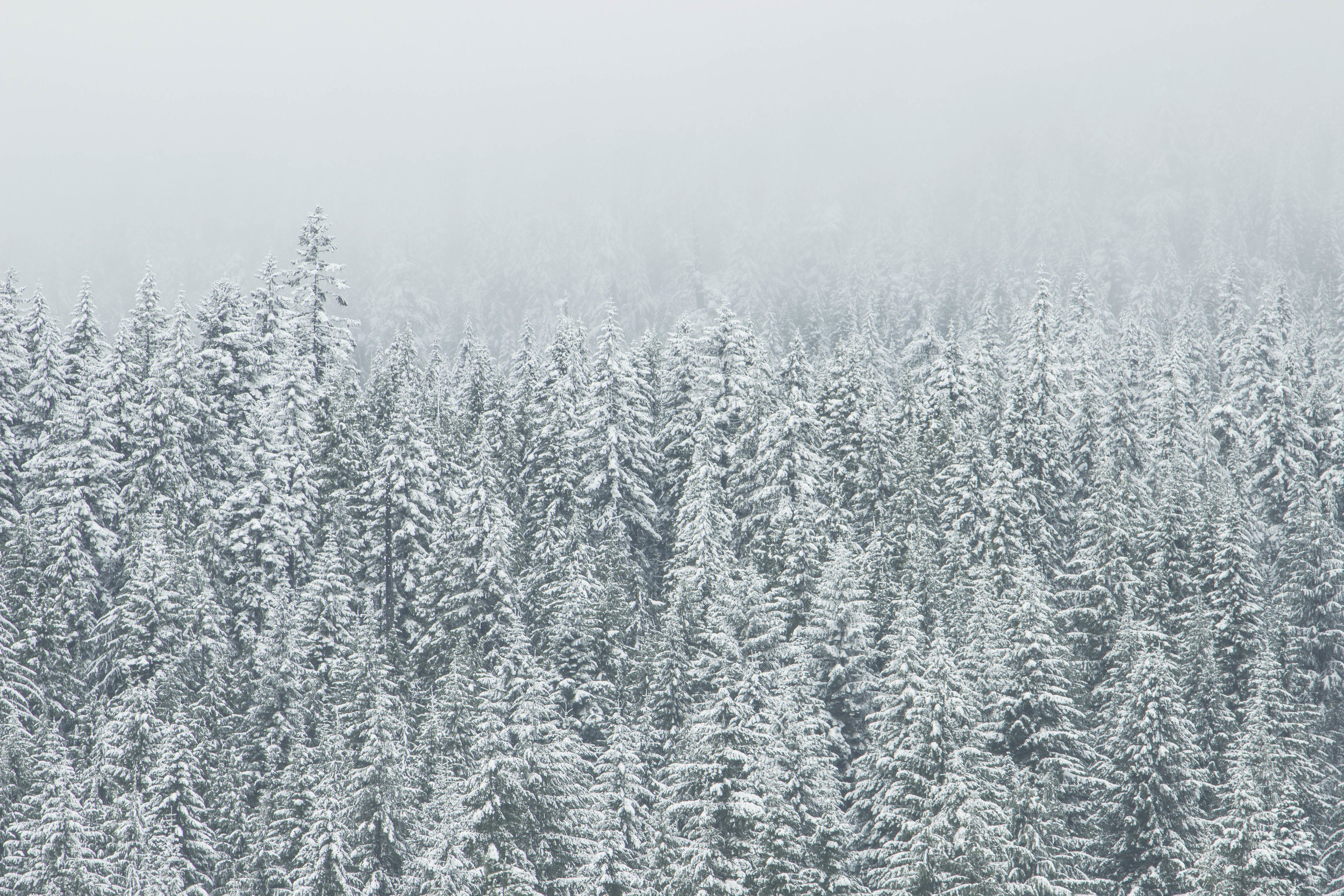 snowy-forest.jpg