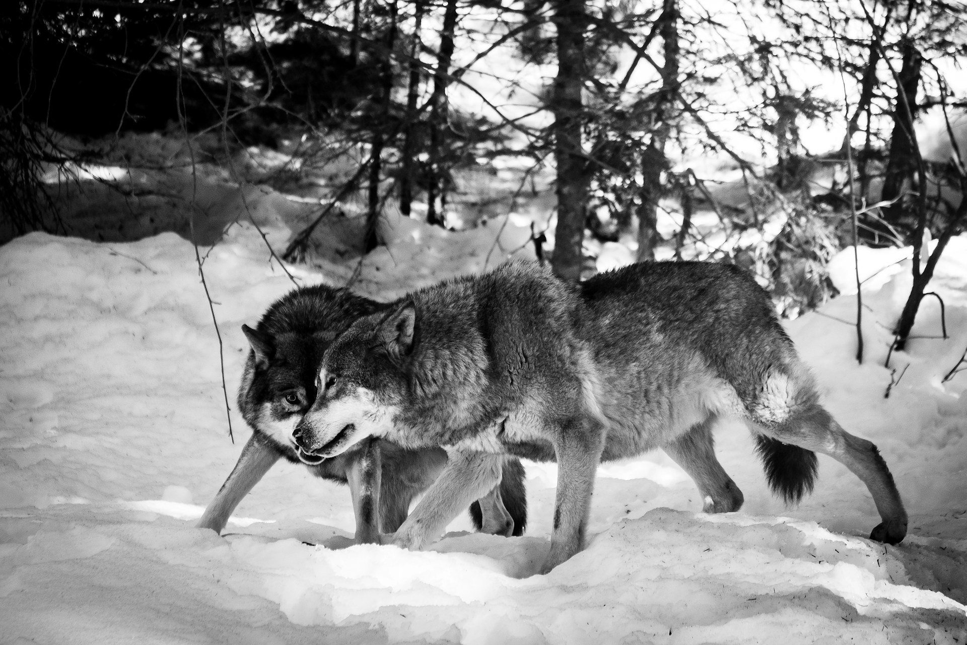 Black and white photo of two wolves interacting in snow