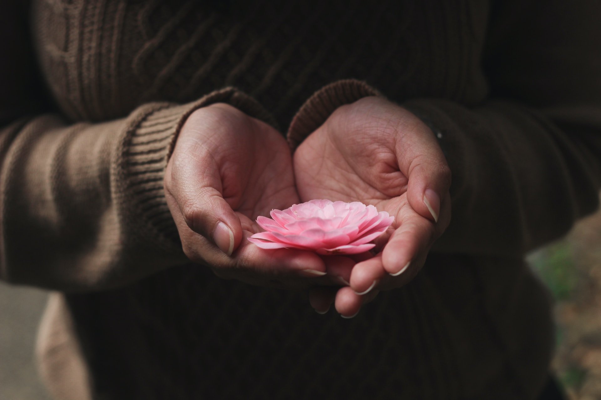 Person in brown sweater, hands cupped together holding pink flower.