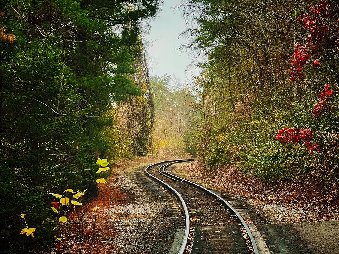 empty train track curves into lush forest