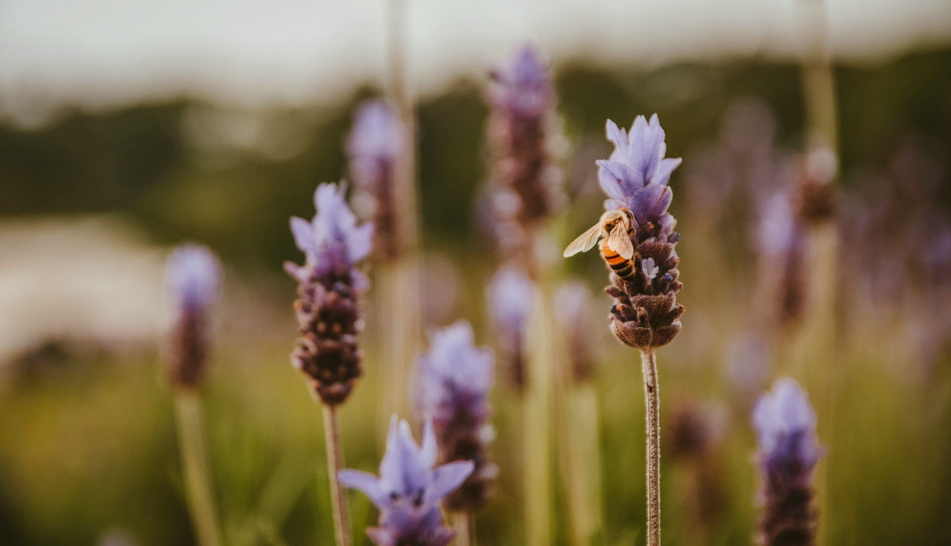 Bee on late season lavender blossom